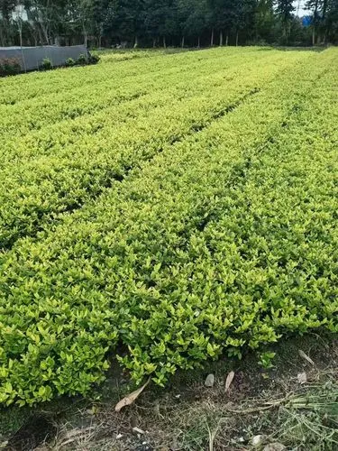 jn江南娱乐，网球拍手柄是什么材料